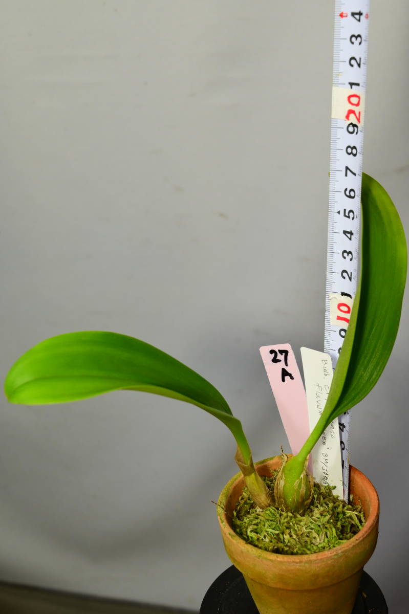 やや傷や汚れあり】A27 Bulb. claptonense flavum(aureum) 'Daisen' BM