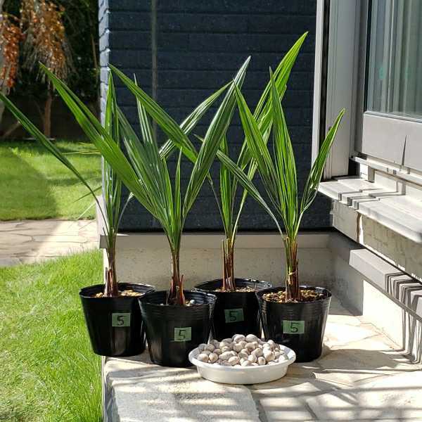 ココスヤシシルバーリーフ 幹太16 【公式通販】 ココスヤシ16