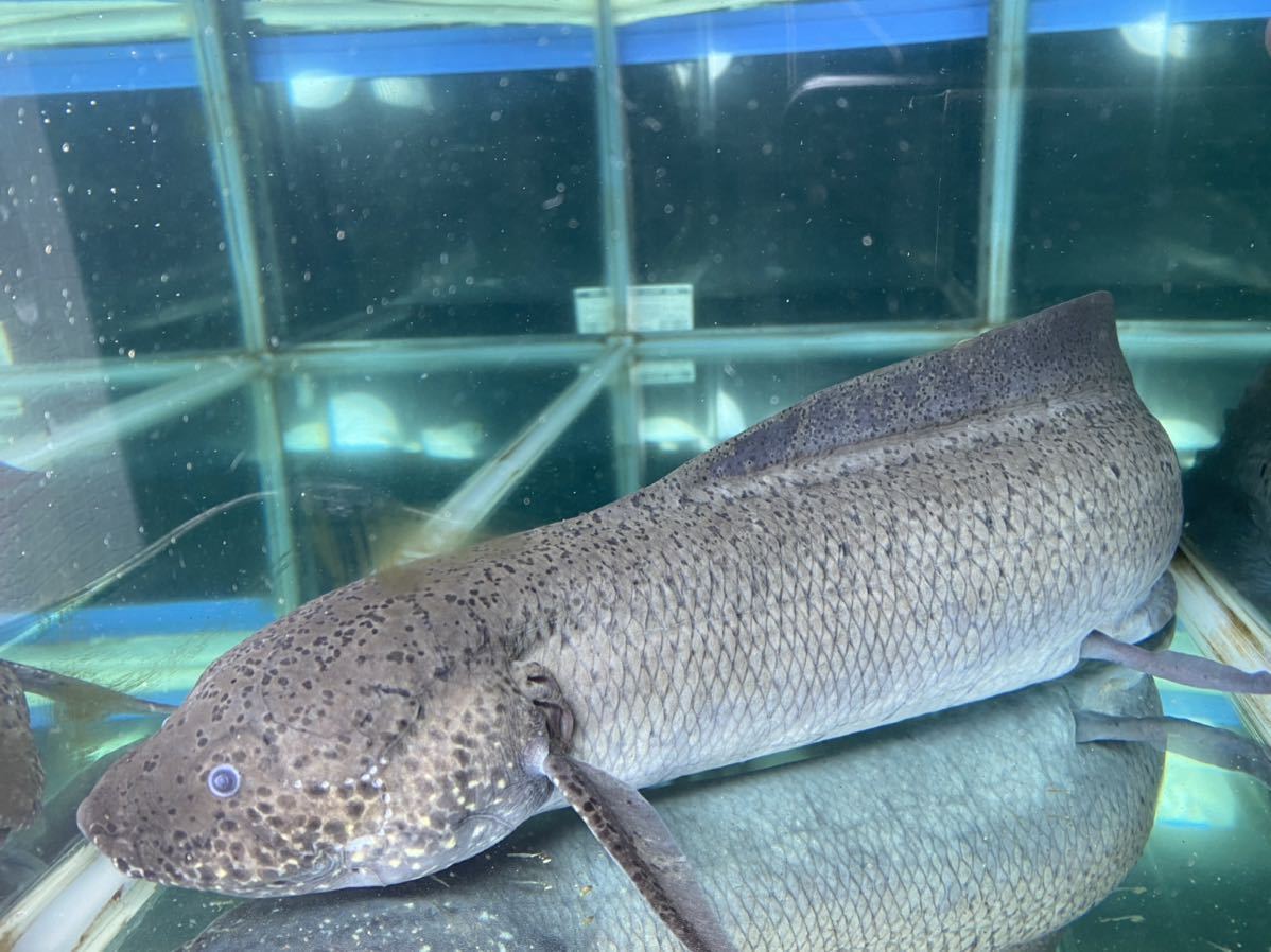 プロトプテルスアンフィビウス 熱帯魚 引き取り希望 www.pa-bekasi.go.id