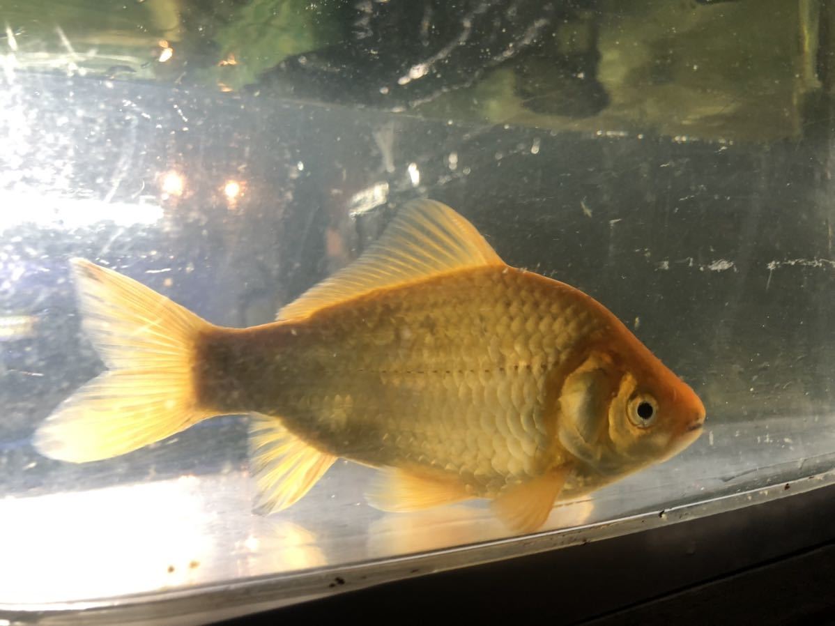 生体 ヘラブナ 透明鱗 紅ほっぺ 約4 5センチ へら鮒 ふな の落札情報詳細 ヤフオク落札価格情報 オークフリー スマートフォン版