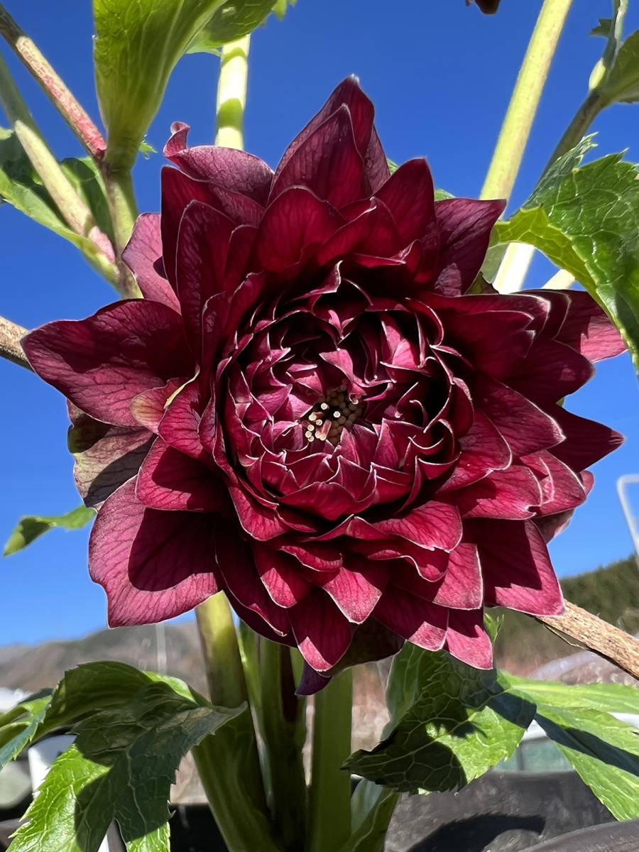 クリスマスローズ クレオパトラ 多弁 入手困難‼️