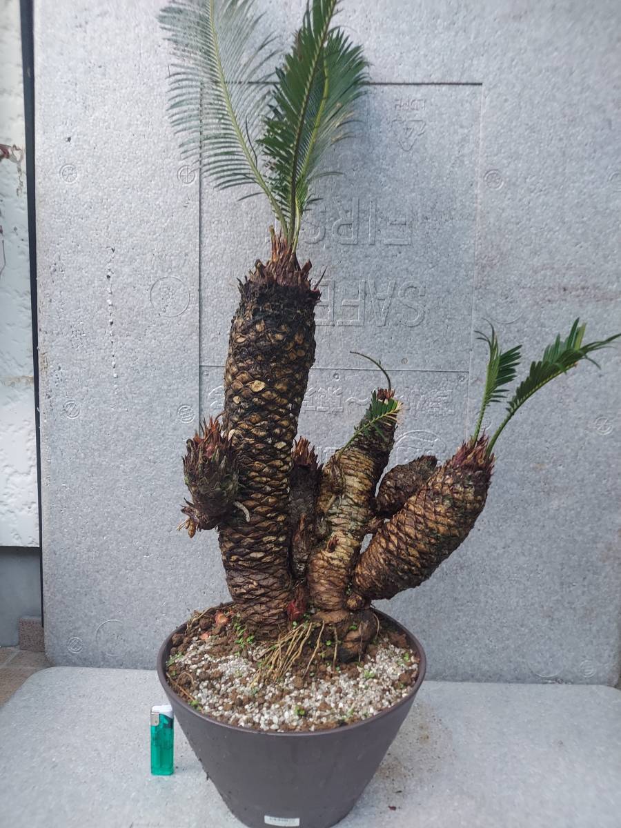 獅子ソテツ 原木挿し木用 奄美大島産蘇鉄