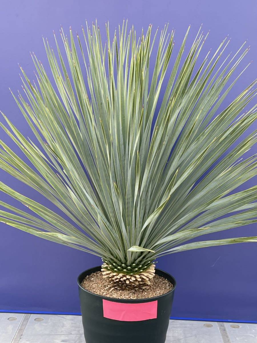 ⚠️希少な多頭⚠️Yucca rostrata❗️早い者勝ち✳️ 育つと③ ⚠️希少な多頭⚠️Yucca rostrata❗️早い者勝ち✳️ 育つと③