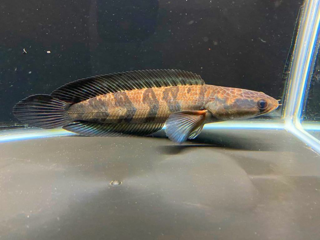 レッドマルリオイデス センタルン55センチ