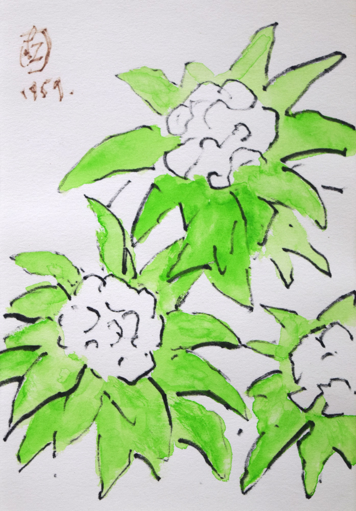 坂本直行　ふきのとう　水彩画 ☆坂本直行☆「ふきのとう」シルクスクリーン四ツ 未使用