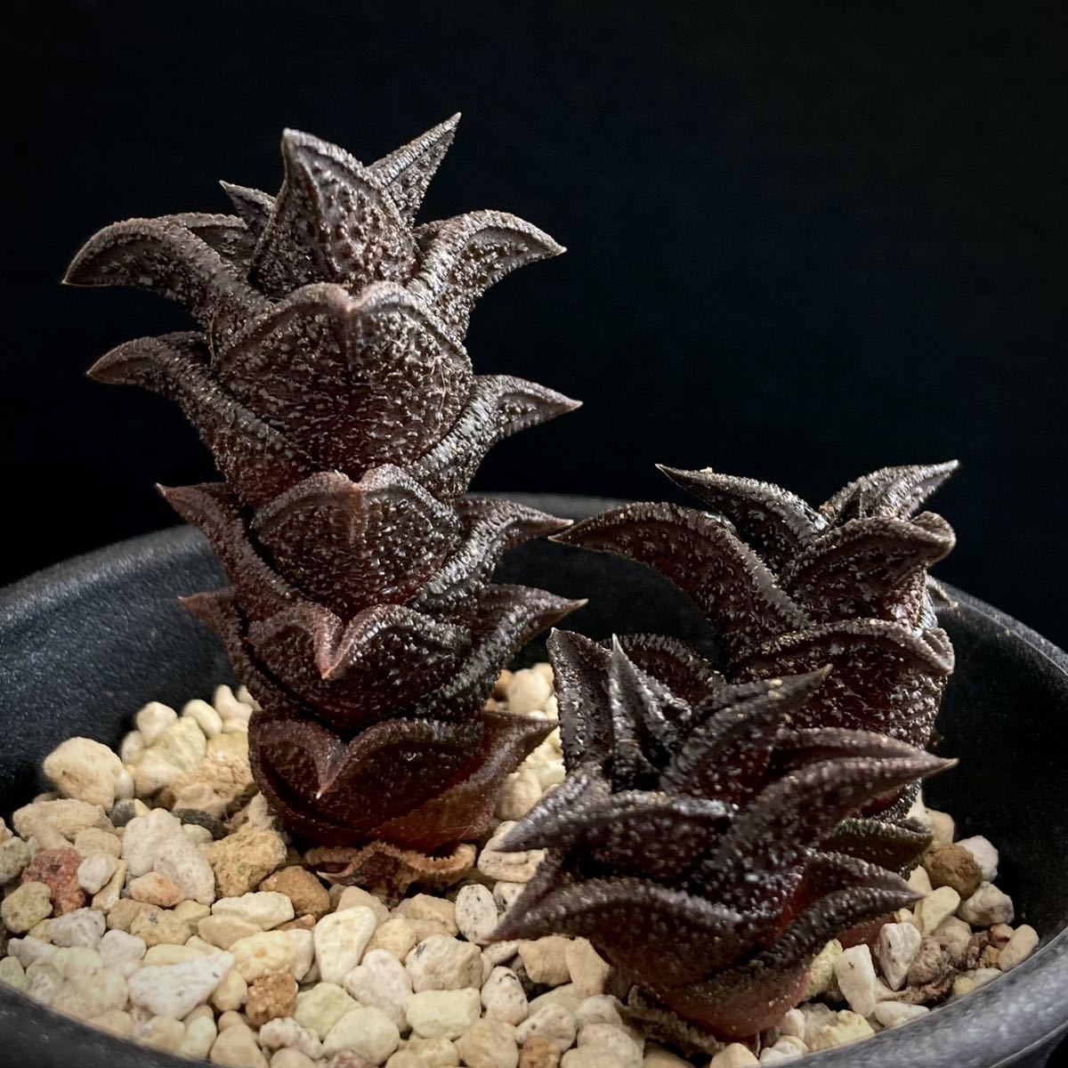 ハオルチア ニグラ 4種 ハオルシア 付する