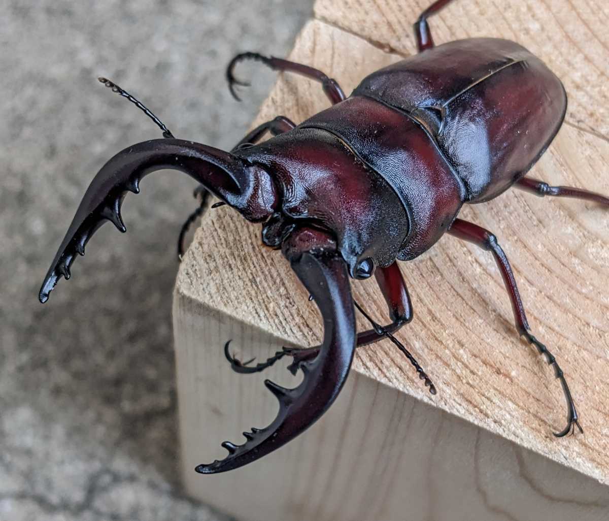 貴重なクロシマノコギリ63ミリペア（黒島） 【公式通販】