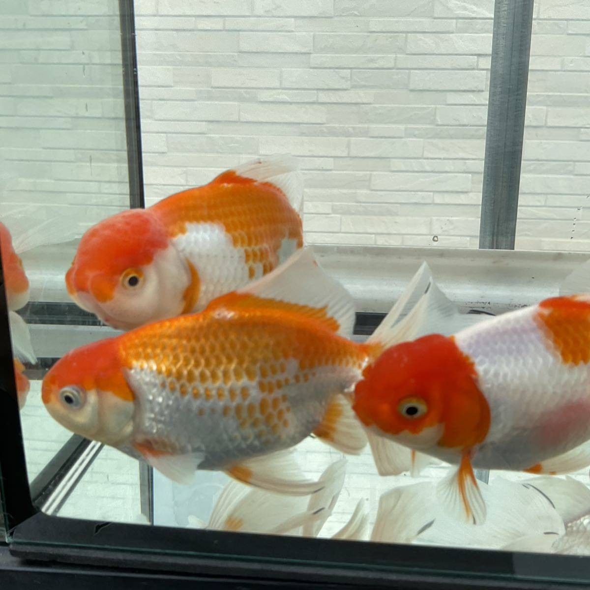 特大金魚日本オランダ獅子頭売ります3