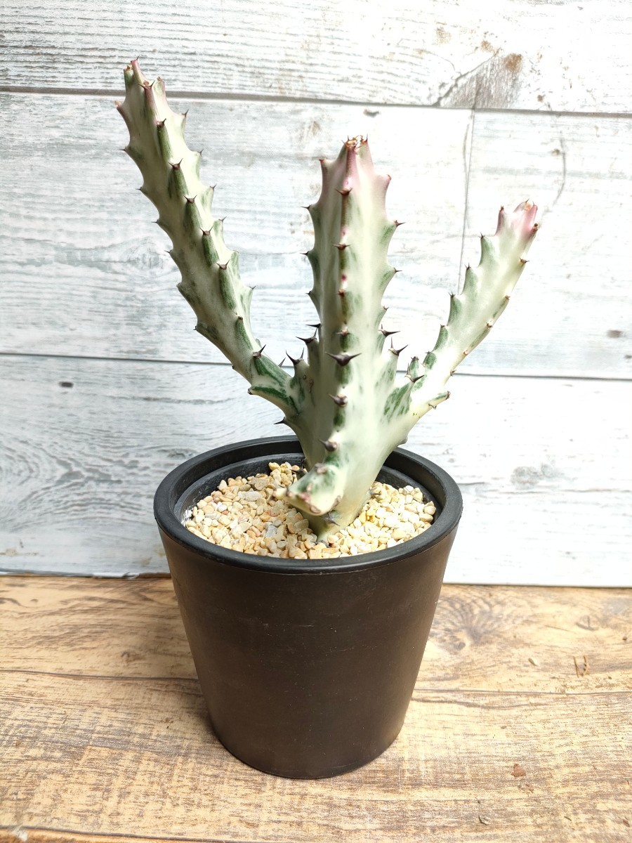 ホワイトゴースト 抜き苗 ねっこ充実