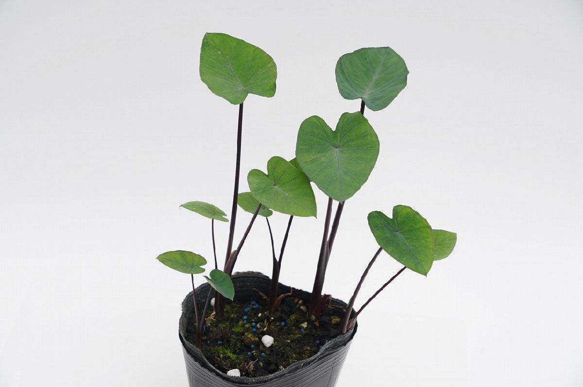 未使用】☆TO☆タロイもの新しい品種 コロカシア ビッグディッパー