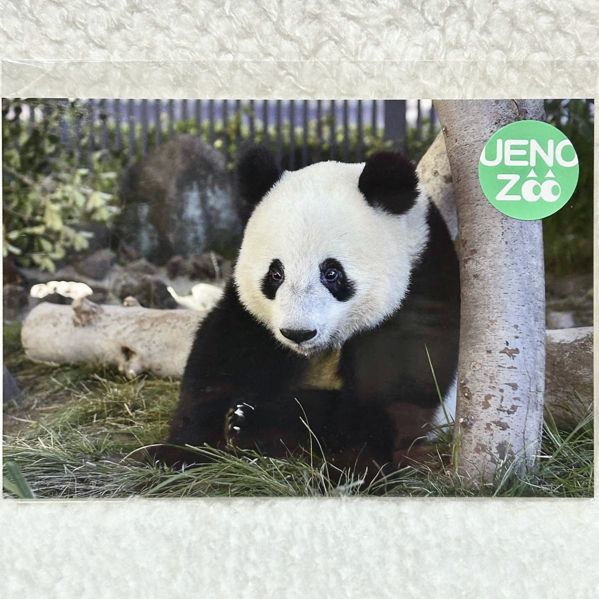 上野動物園 シャンシャン 両面ポスター 5枚セット 2017-2022 Amazon | □2023年 920日 シャンシャン ポストカード リンリン