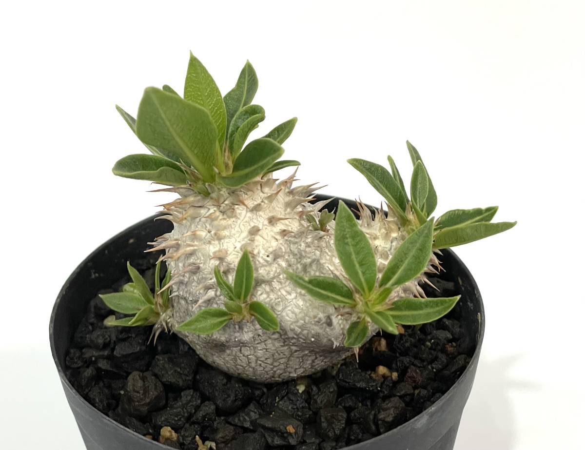 ウィンゾリー 国内実生 コーデックス：パキポディウム ウィンゾリー 国内実生*葉幅24cm 現品