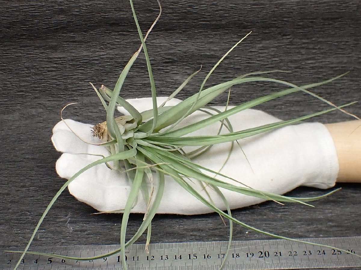 ファティマの4番目の秘密とは何ですか？