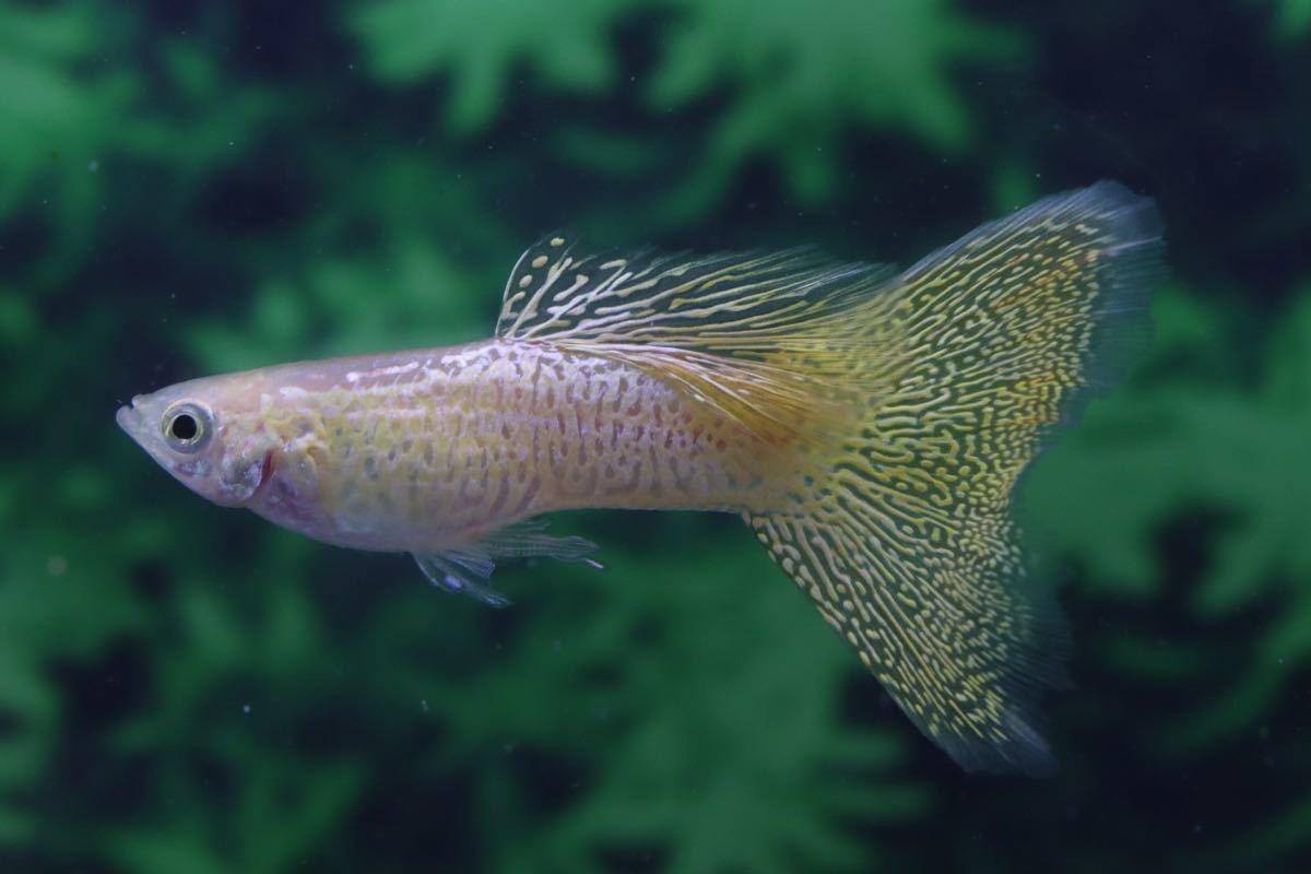 未使用】ゴールデンイエローレースコブラ１ペア種親./スワロー産まれ ...