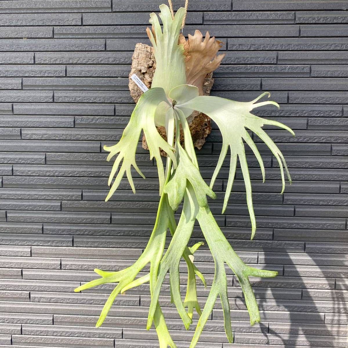 胞子 willinckii cv 伊右衛門 ビカクシダ ビカクシダ P.willinckii cv