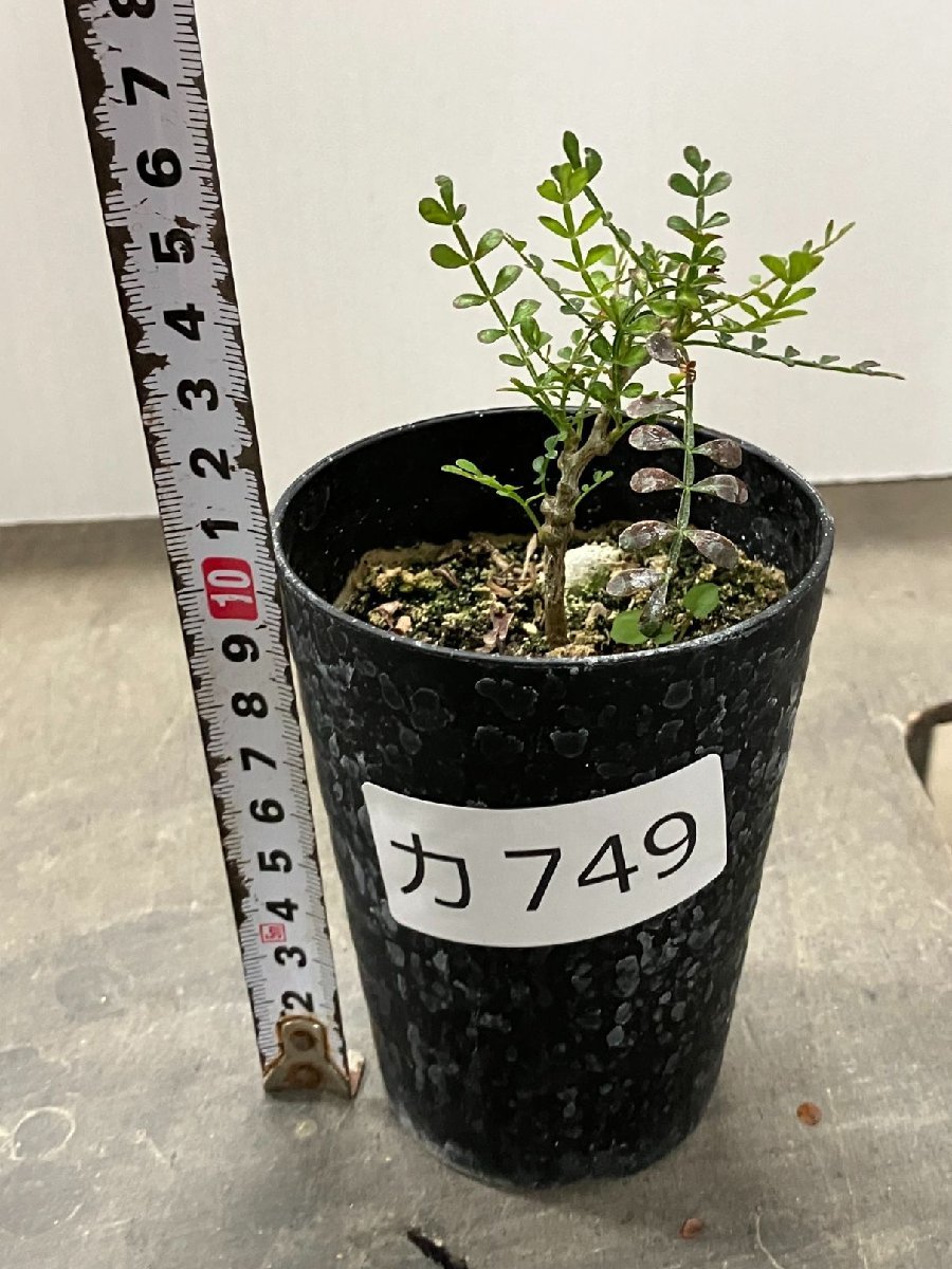 オペルクリカリア パキプス 実生 6年