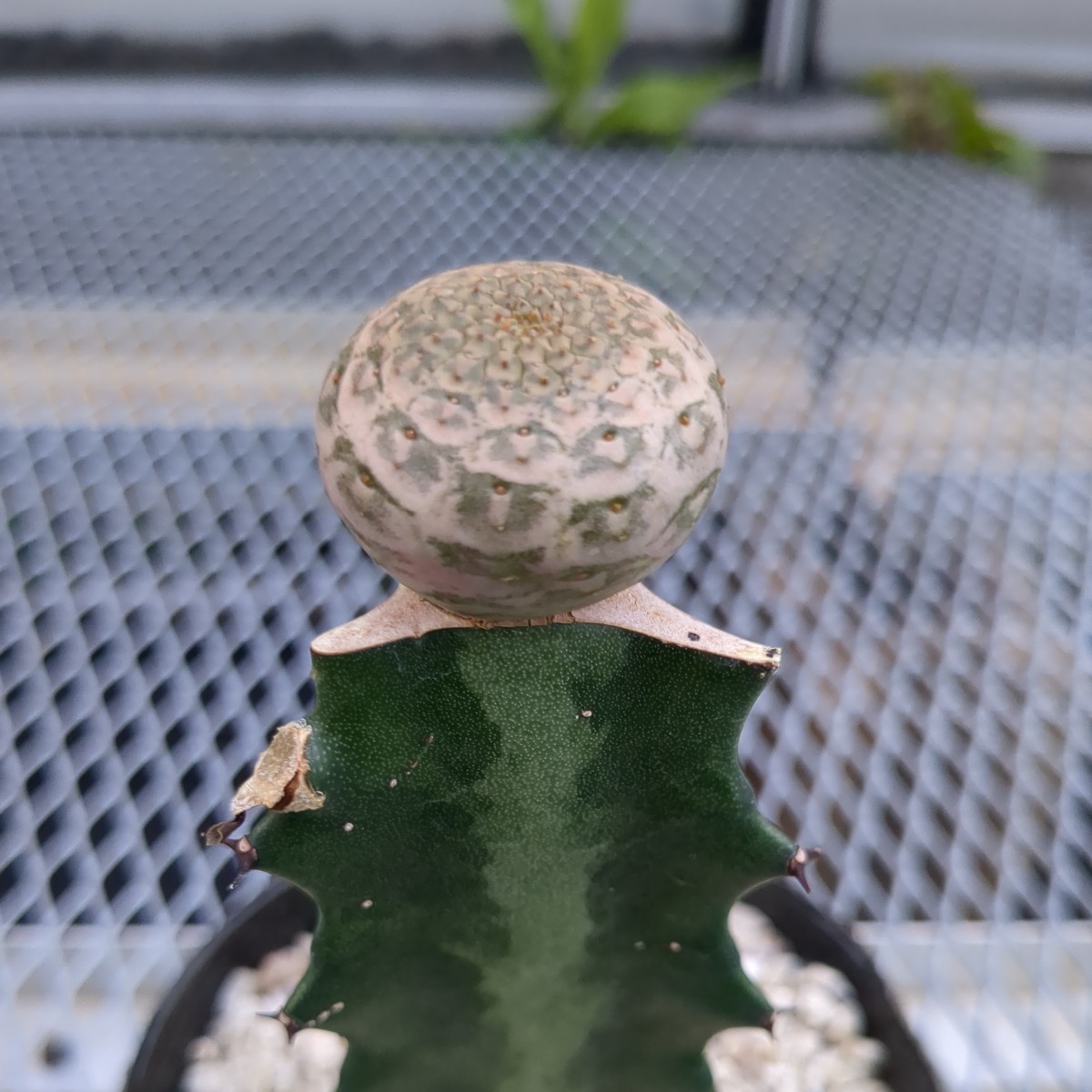 ユーフォルビア ツルビニフォルミス サボテン 多肉植物 コーデックス ユーフォルビア ツルビニフォルミス サボテン 多肉植物 コーデックス
