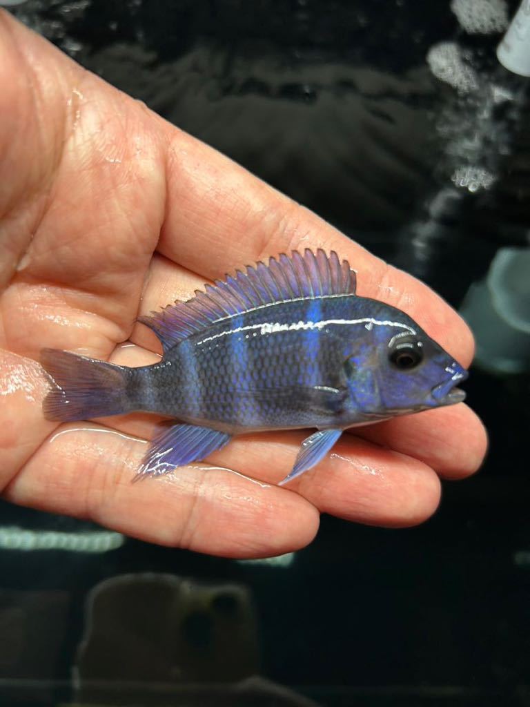 wildザイールブルーモバ フロントーサ アフリカンシクリッド