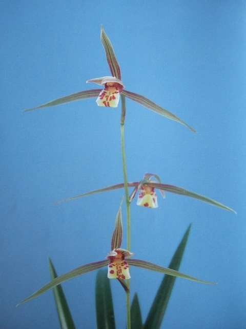 ☆寒蘭「聖代の華」長崎（五島産）寒蘭、濃い紅紫色の平肩咲き大輪花☆春蘭