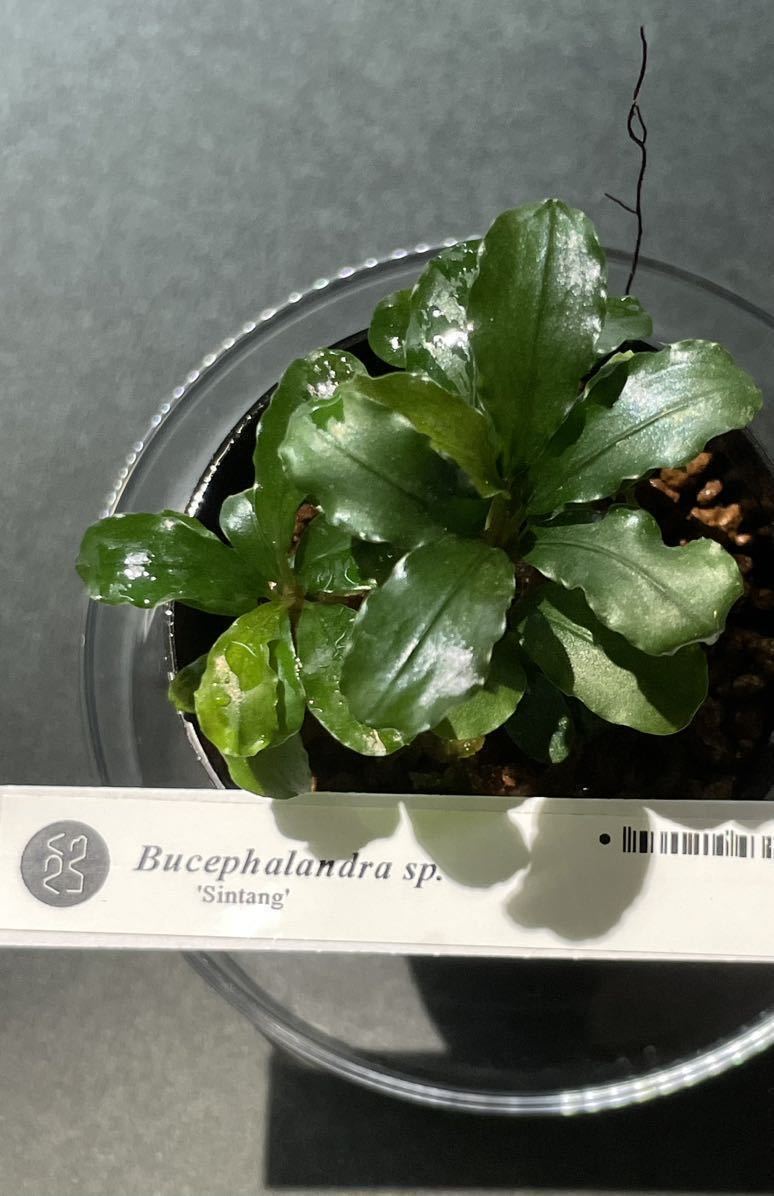 ブセファランドラType2 from sintang kayulapis ブセファランドラType2 from sintang kayulapis Bucephalandra