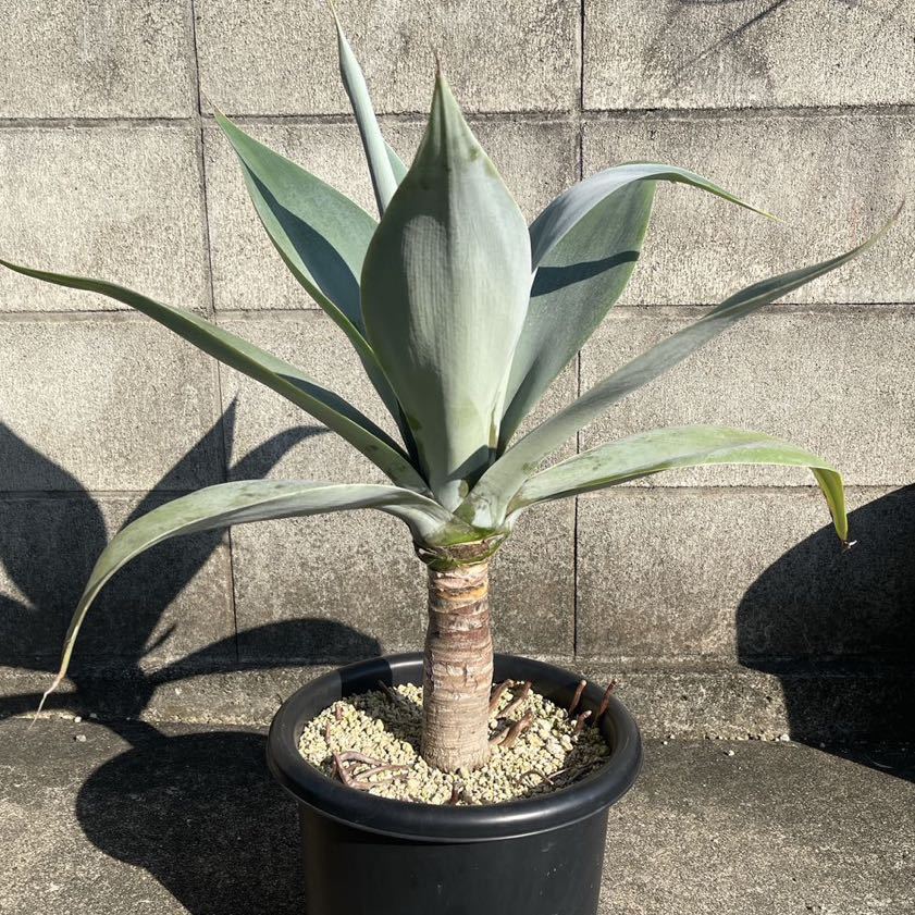 アガベ アテナータ ハンチントンブルー アウトレット ショ