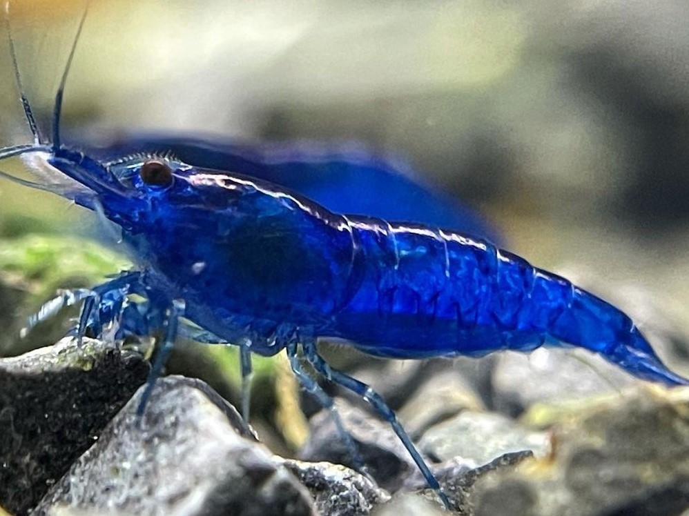 【未使用】ダークブルーシュリンプ 10匹 (SNP10pcs) / チェリーシュリンプ / カラーヌマエビ 《エビノミカワ》の落札情報詳細