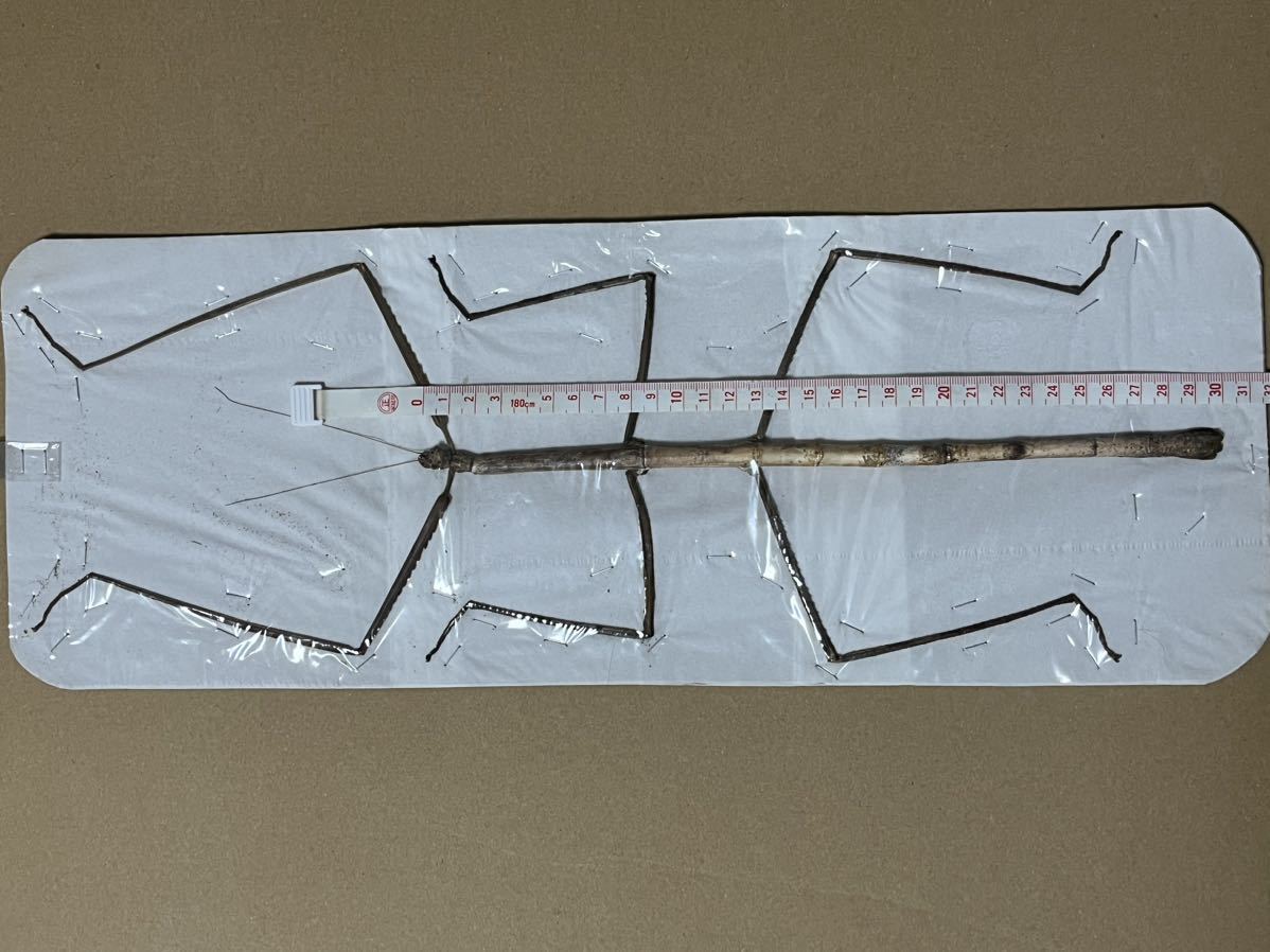 標本　Phobaeticus chani チャンズ・メガスティック　ナナフシ世界最大種② 全長62.4センチのナナフシ、世界最長昆虫の可能性 | パンデモニウム