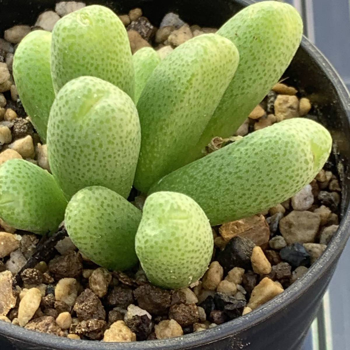 コノフィツム バンヘルデイ(Conophytum vanheerdei)写真 多肉植物