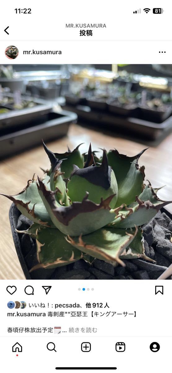 AGA フラワー・ガーデニング アガベ チタノタ 毒刺G 子株 毒刺