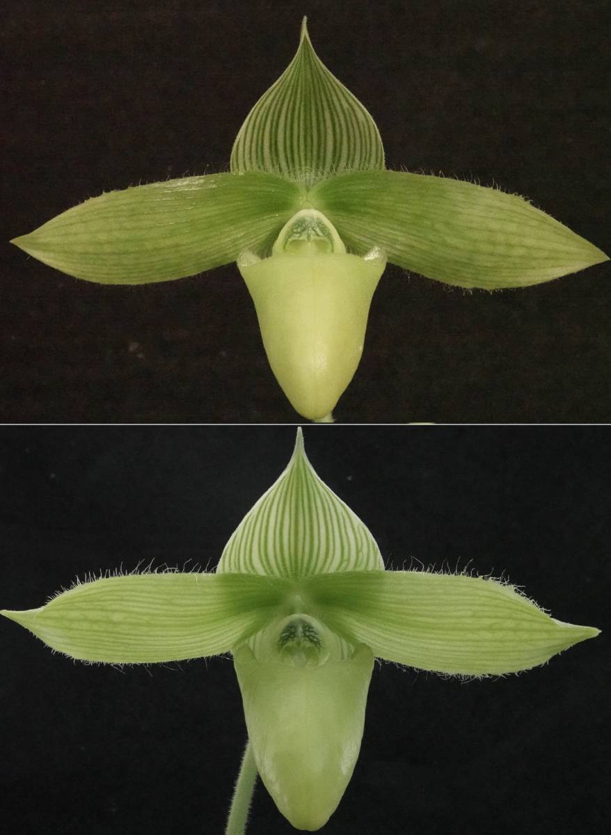 【傷や汚れあり】初蕾付株 Paph sukhakulii album ② 原種 パフィオ 洋蘭の落札情報詳細 - ヤフオク落札価格検索 オークフリー