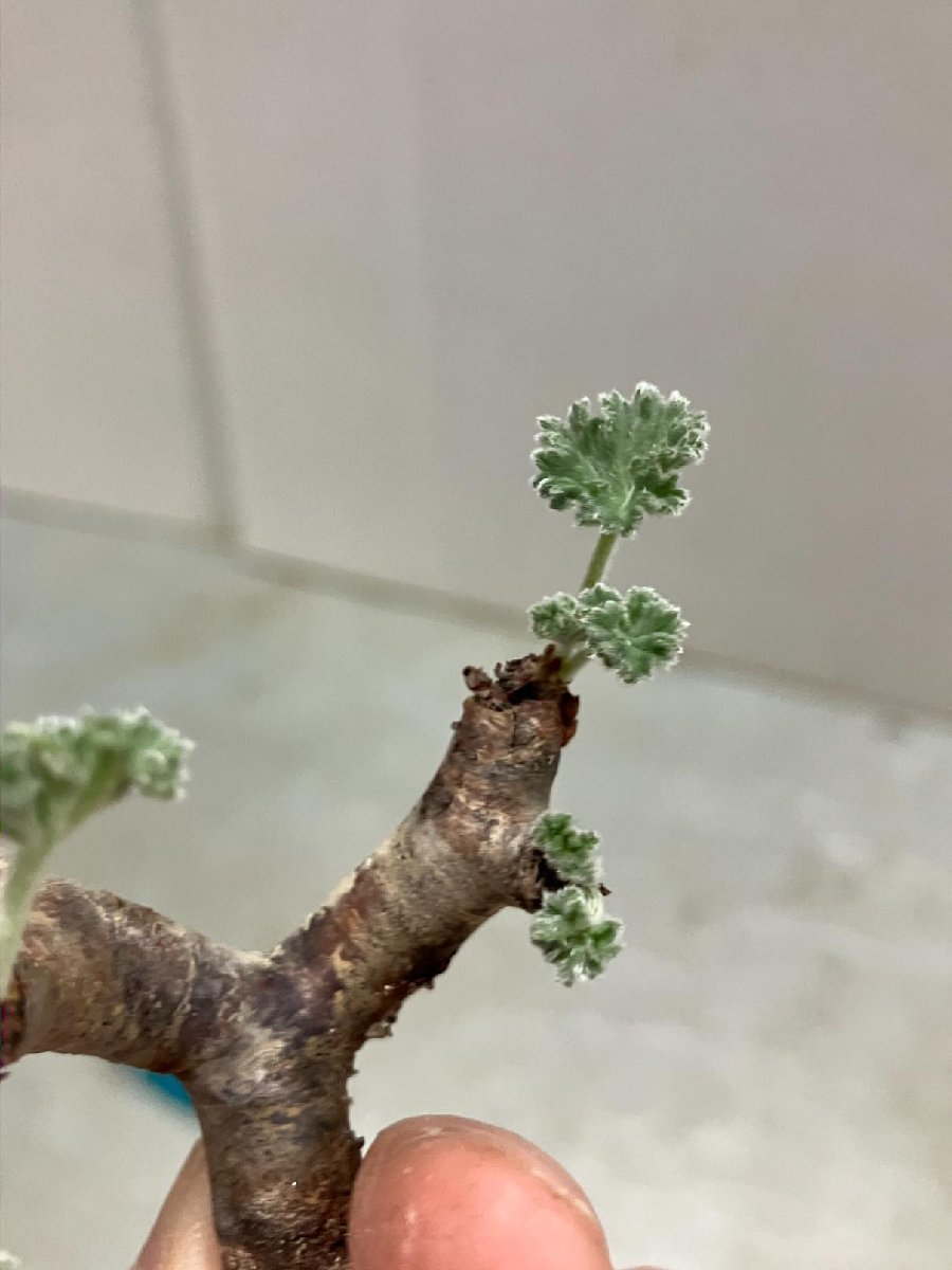 ペラルゴニムミラビレ　大株　鉢つき　抜き苗発送 抜き苗発送ペラルゴニウムミラビレ