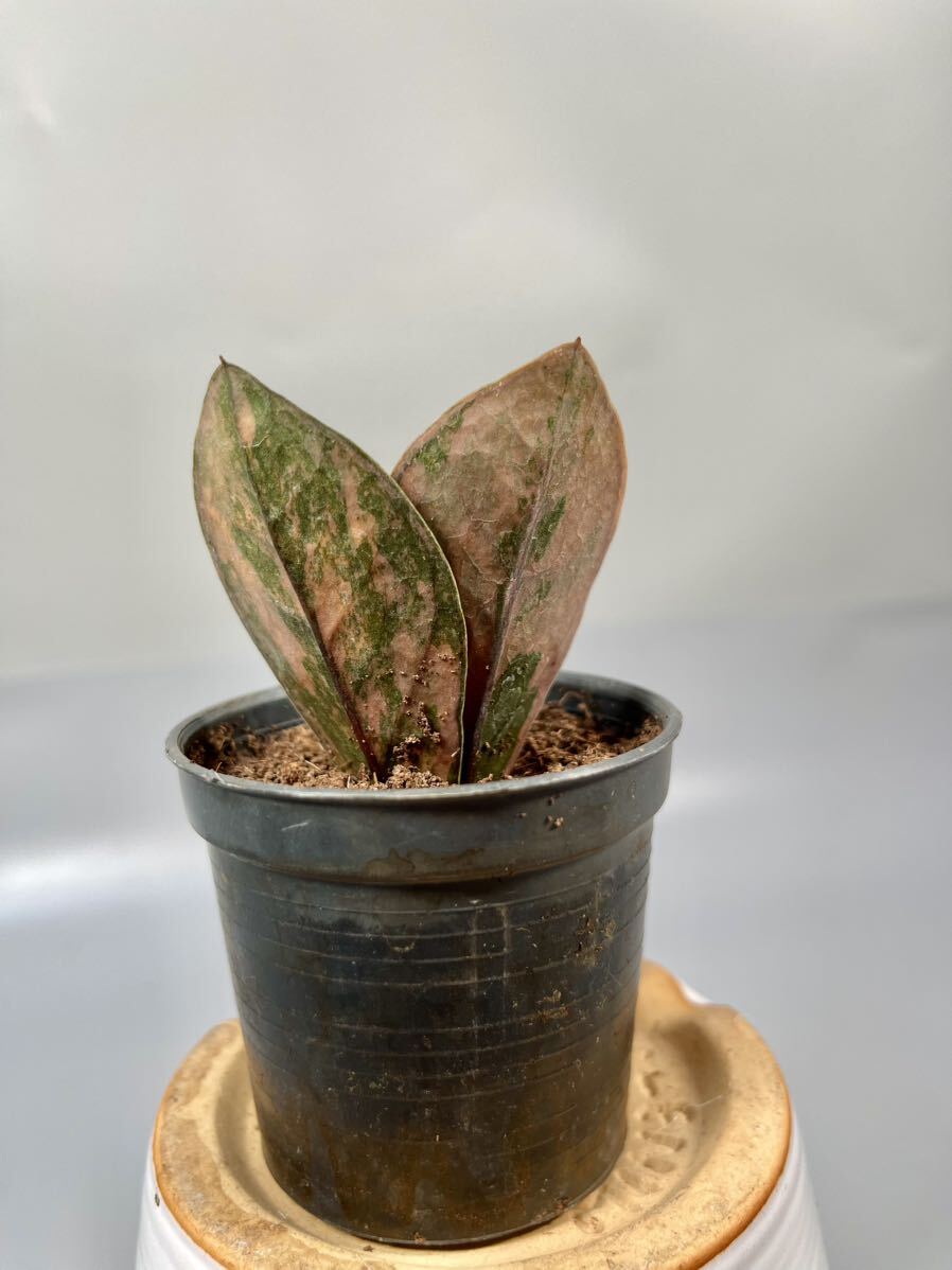 在庫なし。黒いザミオクルカス　斑入り 期間限定10％OFF！】ザミオクルカス ダークザミクロ 4号｜観葉10-TU