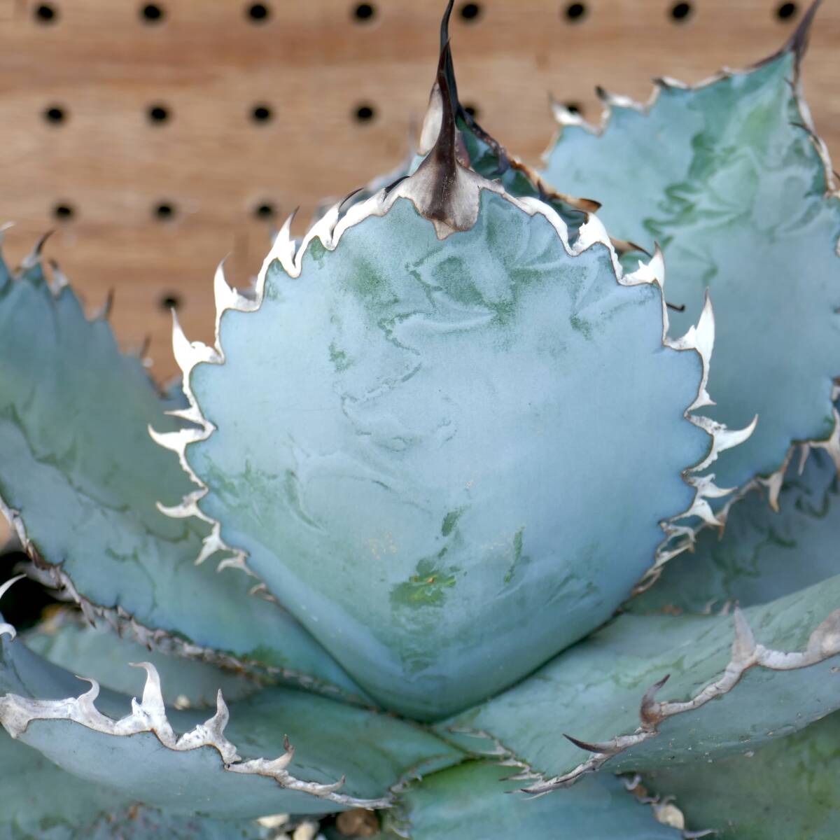 特選カリフォルニア輸入株 アガベ チタノタ \