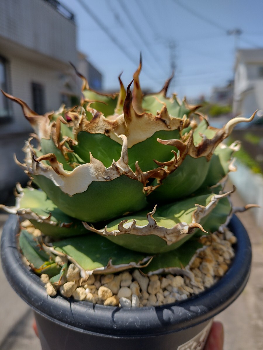 アガベ チタノタ シーザー 活着済み！【陽炎・ボール型・狂鋸歯