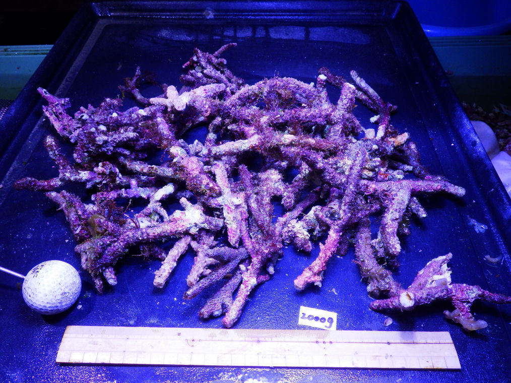 kainazzo　特選ライブロックセット（複数個）-⑧　3.2ｋｇ　 kainazzo 特選ライブロックビッグサイズ-IV 5.4kg kainazzo 特選ライブ