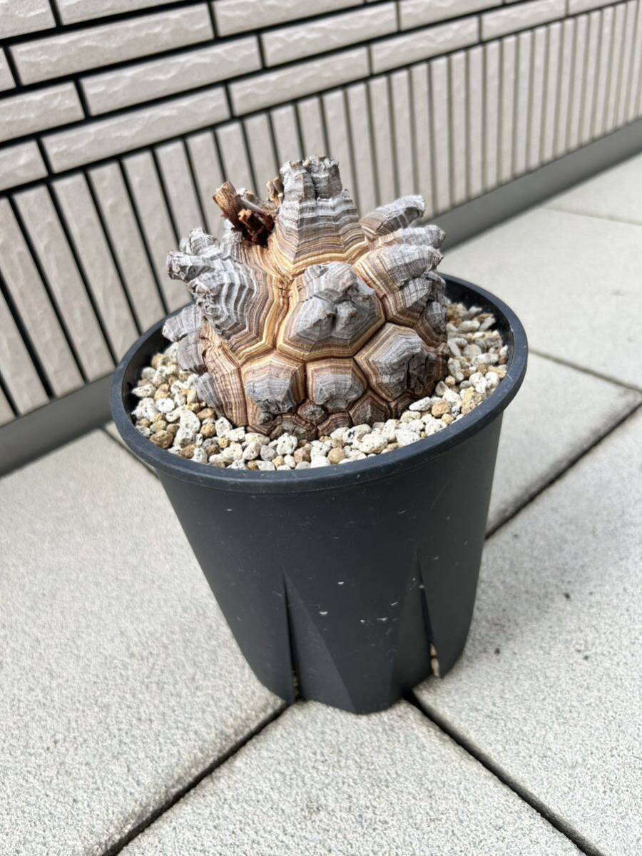 亀甲竜　ぼこぼこ個体　鉢付き 亀甲竜アフリカ ディオスコレア エレファンティペス 陶器鉢付き ①