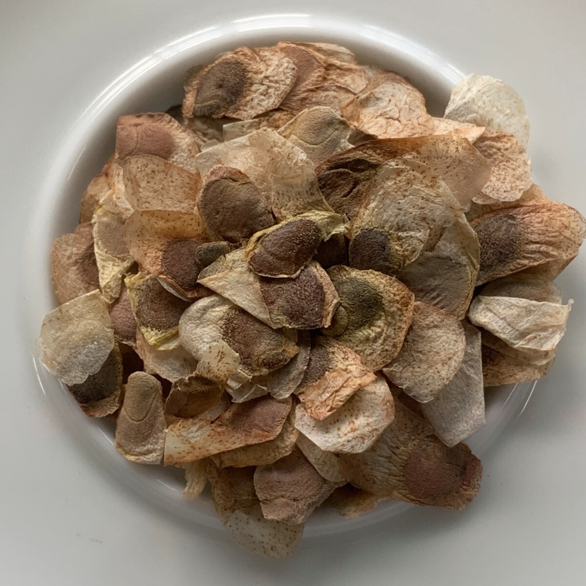 Dioscorea elephantipes亀甲竜種子1000粒南アフリカ産｜ハーブ