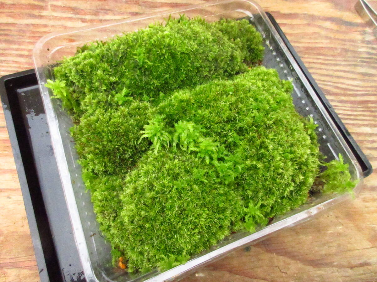 天然苔 ホソバオキナゴケ 最上質×2 上質×2 特大1トレー 【公式通販】