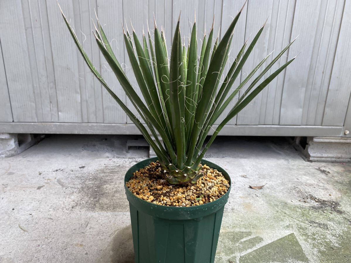 #56 ユッカフィリフェラ （Yucca Filifera） 多頭株（発根済） 56 ユッカフィリフェラ （Yucca Filifera） 多頭株（発根済）