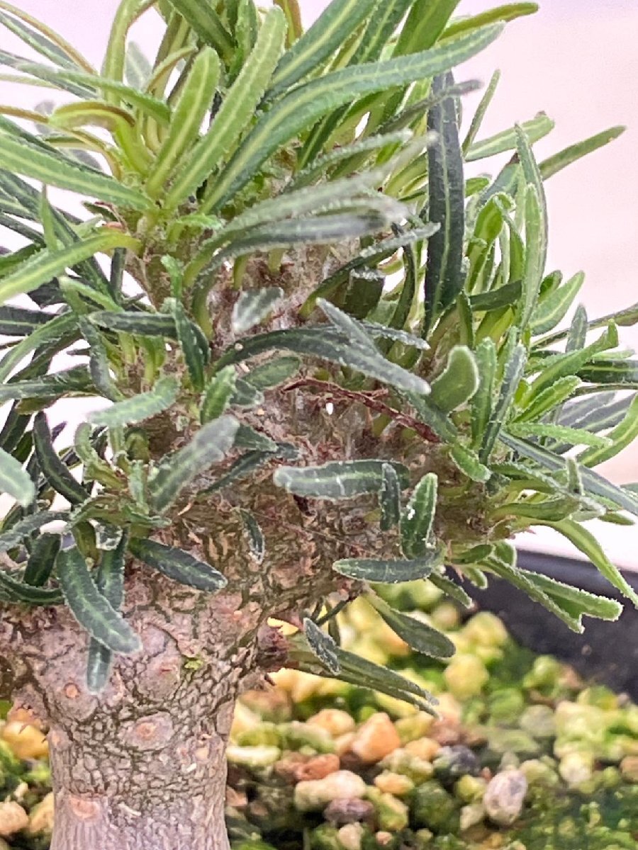 SS】グラキリス【A-80】マダガスカル原産 塊根 多肉植物 現地球