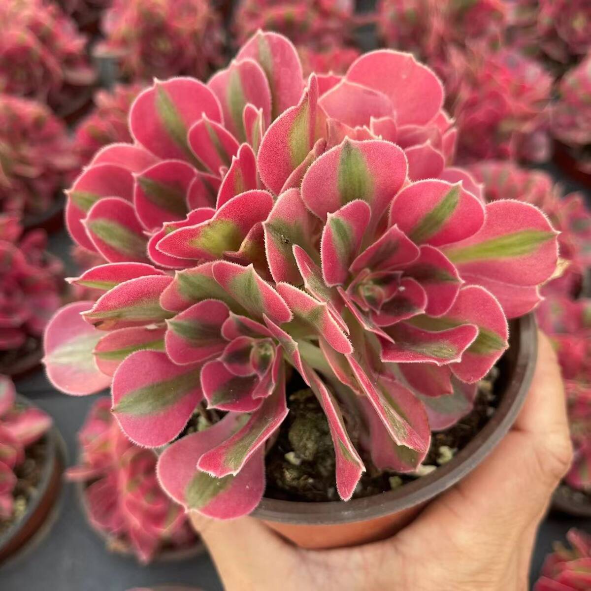 多肉植物❤️アエオニウム錦❤️火神祝融❤ 状態図 【公式通販】