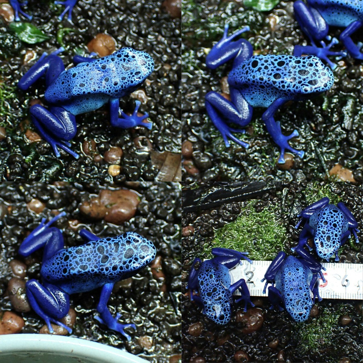 海洋堂 新江ノ島水族館 マダラヤドクガエル (ブルー) カプセルトイ フィギュア, image size:1200x1200