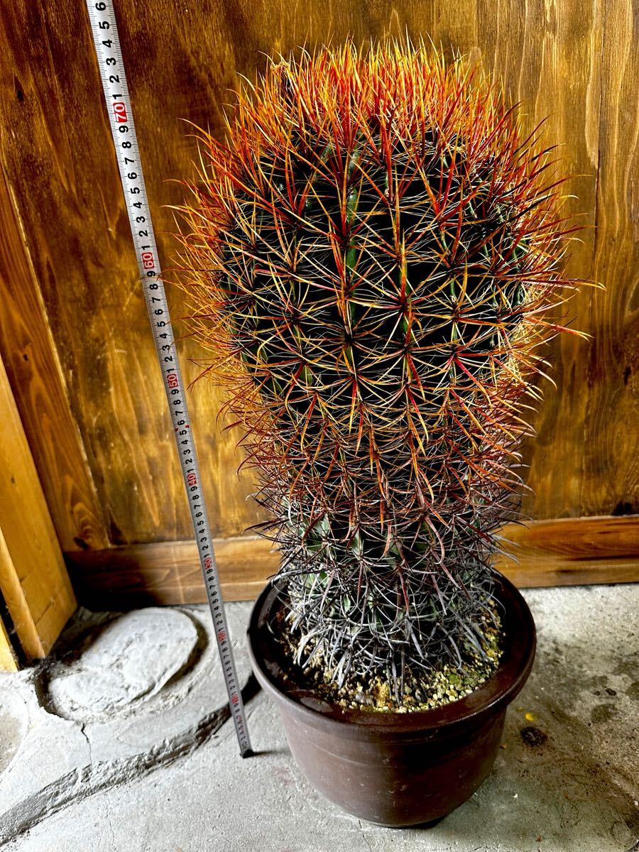 目立った傷や汚れなし】フェロカクタス 赤棘金冠竜 金冠竜 サボテン