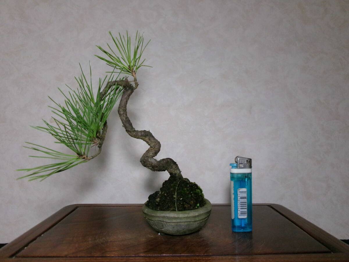 小品盆栽 石化檜 高級盆栽 石化桧 | 盆栽、盆栽書籍、盆栽鉢の通販