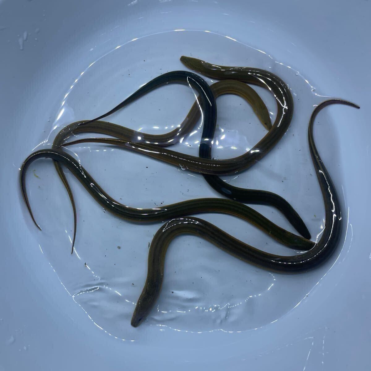 【目立った傷や汚れなし】タウナギ(田鰻) ±27cm 5匹セットの落札情報詳細 - Yahoo!オークション落札価格検索 オークフリー