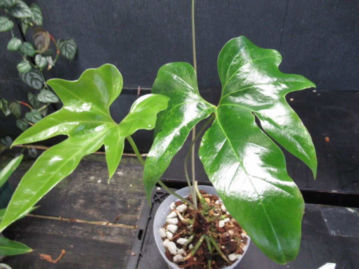 アンスリウム　debilis デビリス anthurium debilis アンスリウム デビリス