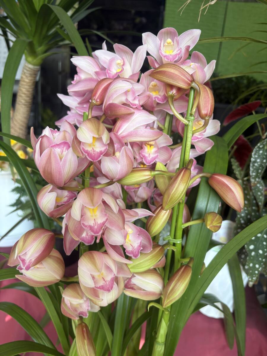 シンビジウム☆リトルガールスペースシティ☆入荷しました♪