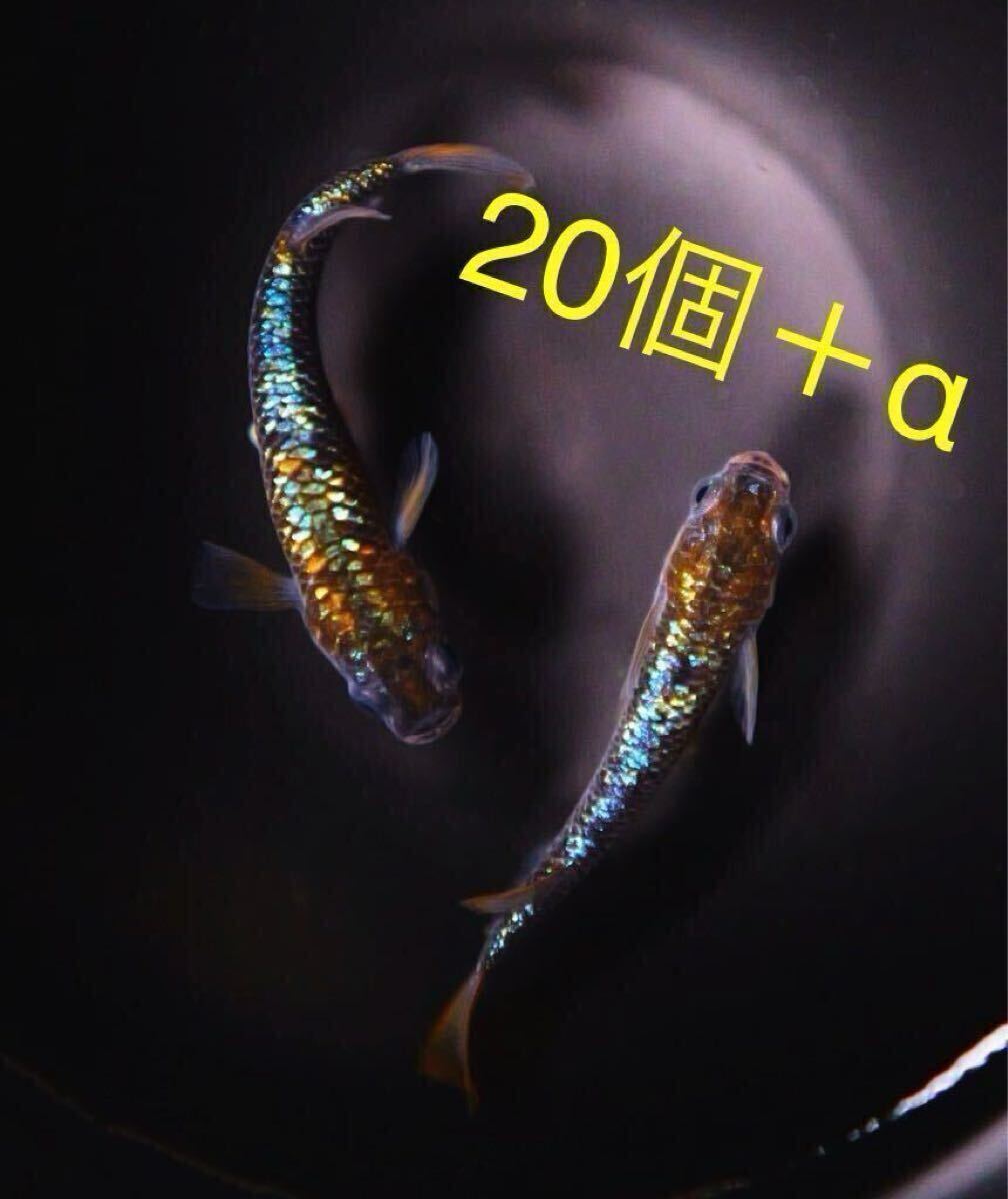 おたまめだか】天の孔雀 極青 黒ラメ サファイア ラメVer.2の 有