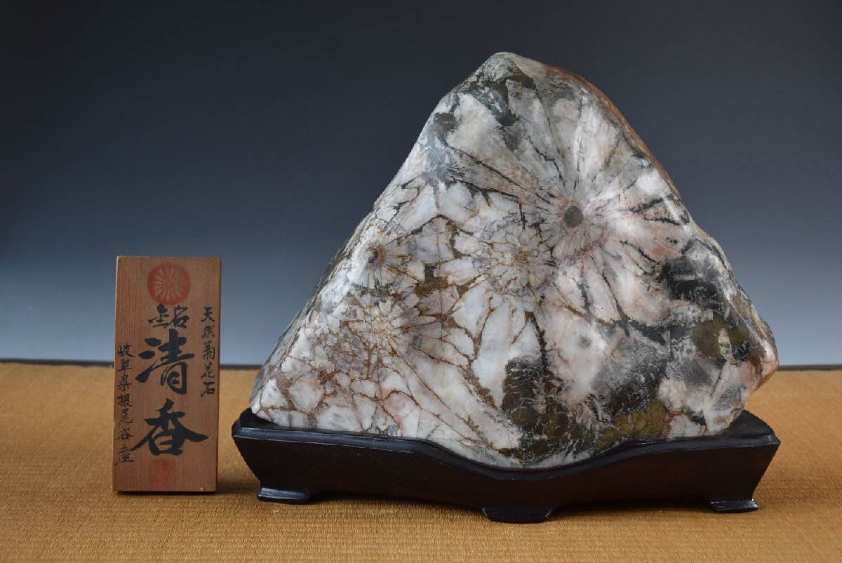 天然菊花石 【銘 白輪清雅】 サバ菊岐阜県根尾谷産／天然記念物／鑑賞
