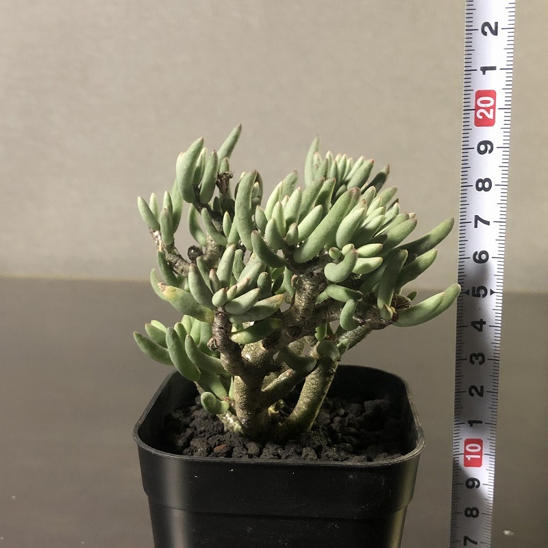 チレコドン ブッコルジアヌス (紫花) 2.5号充実株 Tylecodon